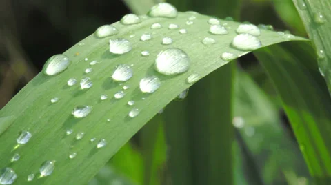 Drops Stock Footage 33946273