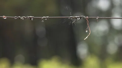 Drops form on a wire whilst a steady rain falls in slow motion Stock Footage 141308503