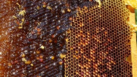Drops of fresh, thick, fragrant honey flow down the honey frame in the apiary. Stock Footage 314094470