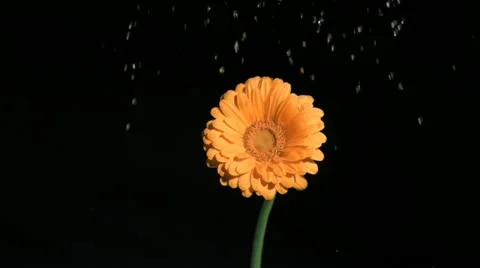 Drops of fresh water in super slow motion watering a flower Stock Footage