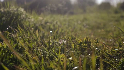Drops the garbage. Guy collects trash. Trash-free planet concept. Nature Stock Footage 130925750