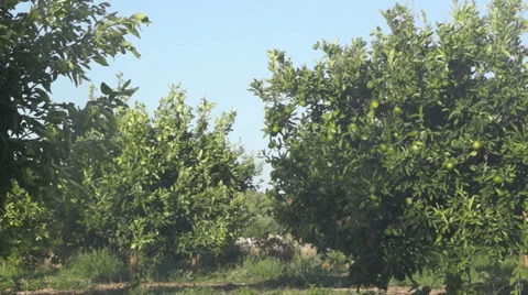 Drops in garden with orange trees Stock Footage 32282904