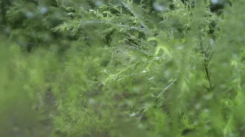 Drops on the glass 2. Stock Footage 8854205