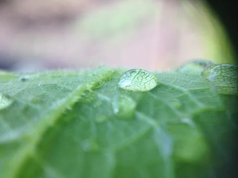 Drops on grape leaves Fotos de archivo