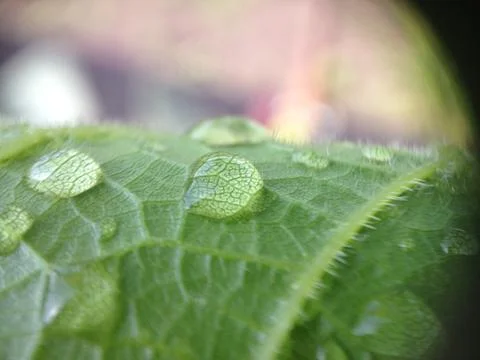 Drops on grape leaves Foto stock