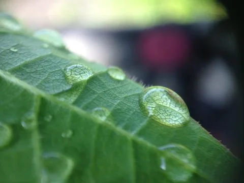 Drops on grape leaves Foto stock