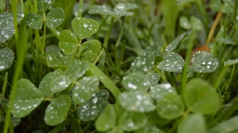 Drops On Grass 库存影片 45158599