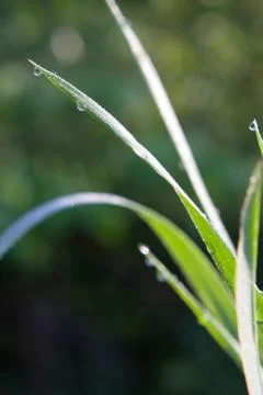 Drops on grass Stock Photos