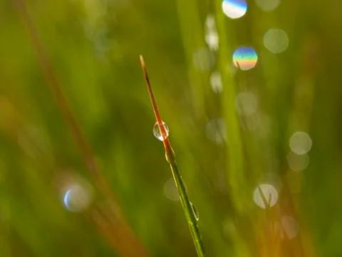 Drops on grass Stock Photos