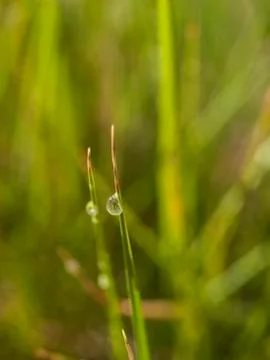 Drops on grass Stock Photos