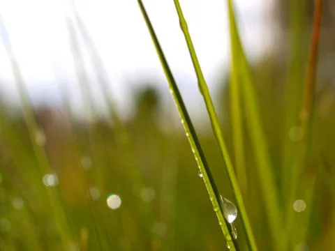 Drops on grass Foto stock