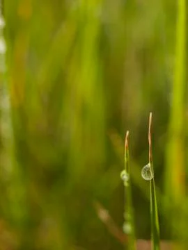 Drops on grass Stock Photos