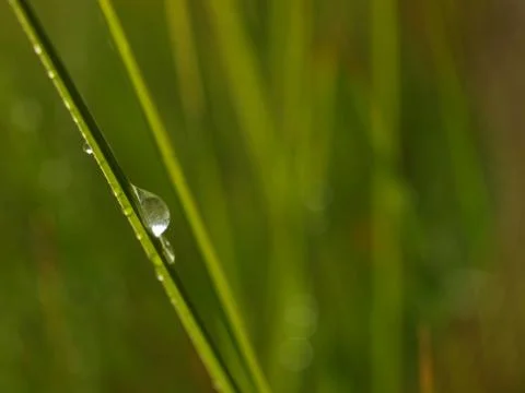 Drops on grass Stock Photos