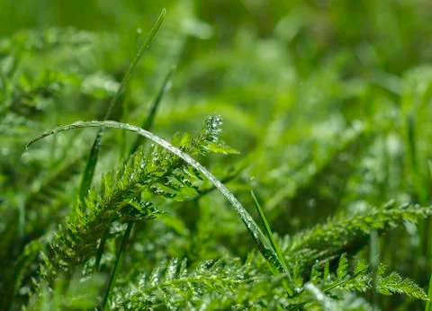 Drops on a grass Stock Photos
