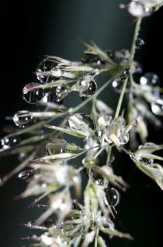 Drops on grass Stock Photos