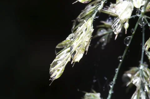 Drops on grass 스톡 사진