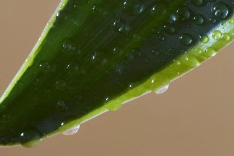 Drops on grass Stock Photos