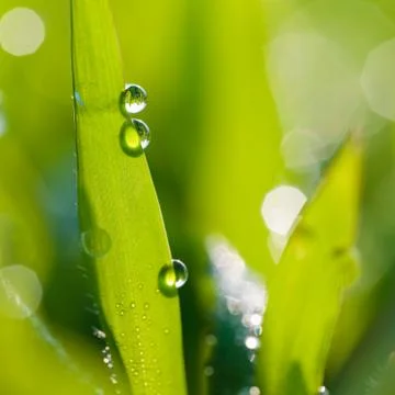 Drops on grass. Stock Photos
