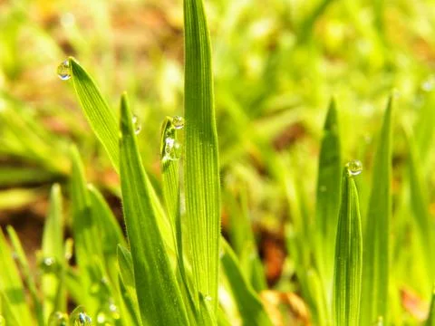 Drops on grass 库存照片