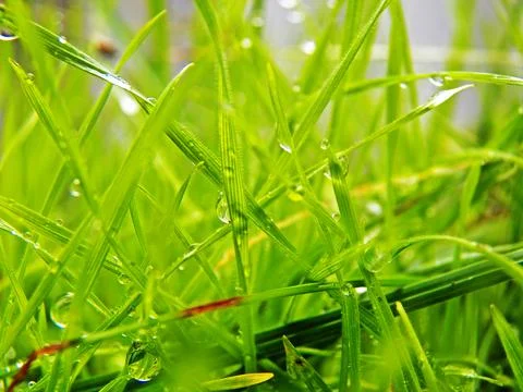 Drops on grass Fotos de archivo