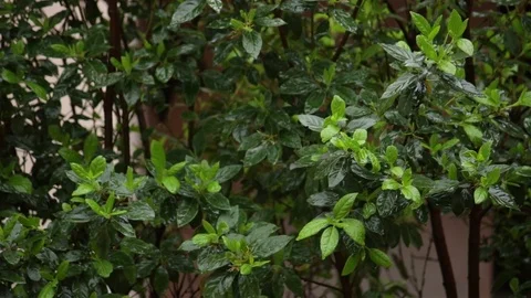 Drops on green foliage Stock Footage 76267323