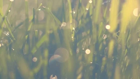 Drops on green grass Stock Footage 91850478