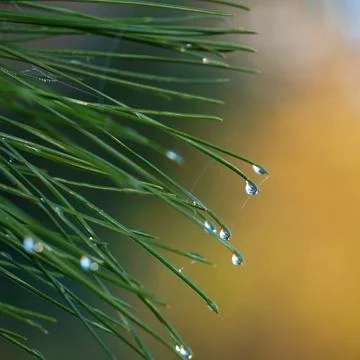 Drops on the green grass Stock Photos