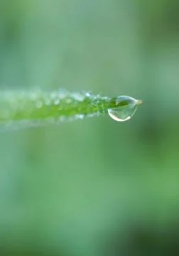 Drops on the green grass Stock Photos