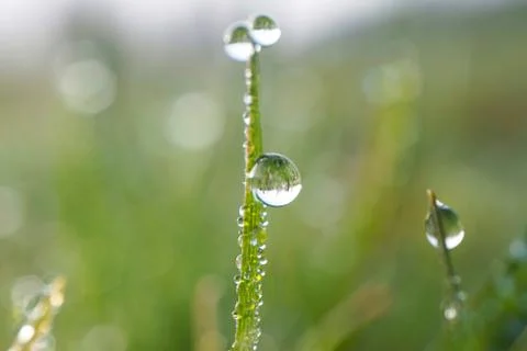 Drops on the green grass Stock Photos