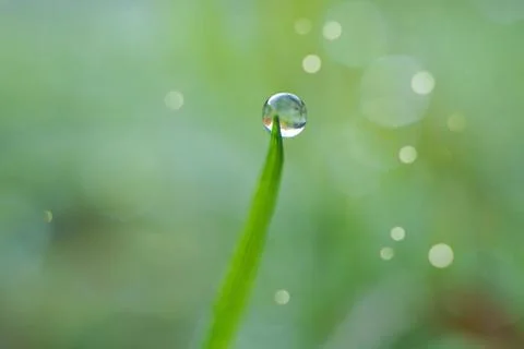 Drops on the green grass Stock Photos