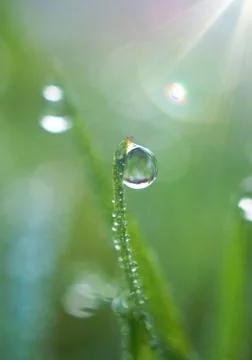 Drops on the green grass Stock Photos