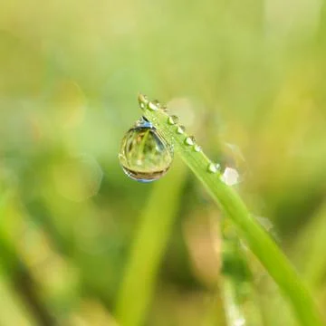 Drops on the green grass Stock Photos