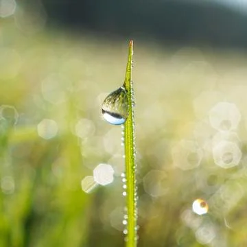 Drops on the green grass Stock Photos