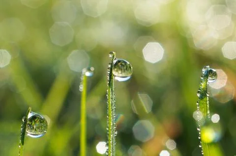 Drops on the green grass Stock Photos