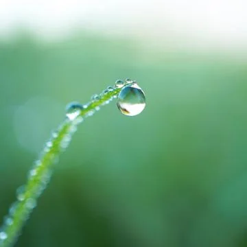 Drops on the green grass Stock Photos