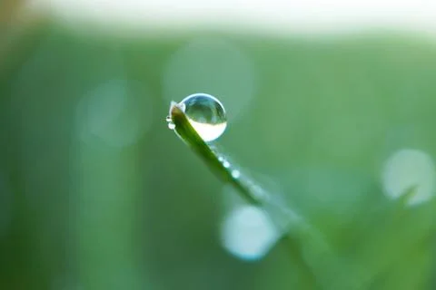 Drops on the green grass Stock Photos