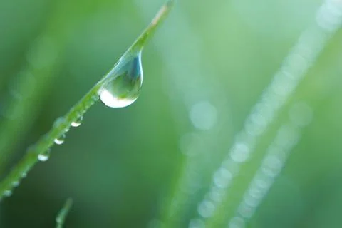 Drops on the green grass Stock Photos