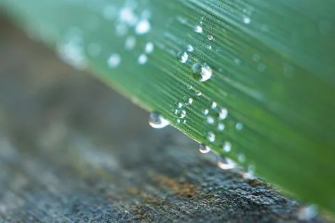 Drops on the green grass Stock Photos