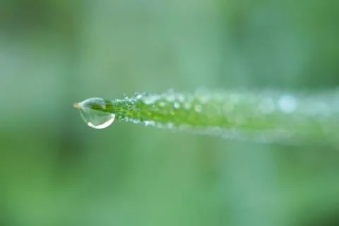 Drops on the green grass Stock Photos