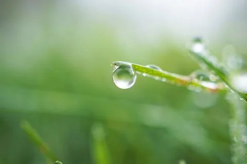 Drops on the green grass Stock Photos
