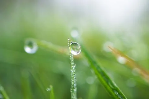 Drops on the green grass Stock Photos