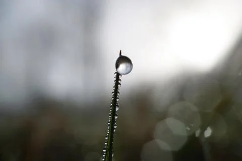 Drops on the green grass Stock Photos