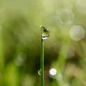 Drops on the green grass Stock Photos