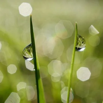 Drops on the green grass Stock Photos
