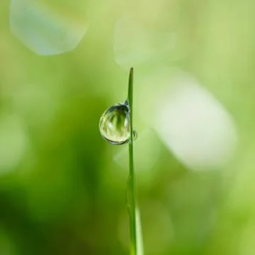 Drops on the green grass Stock Photos