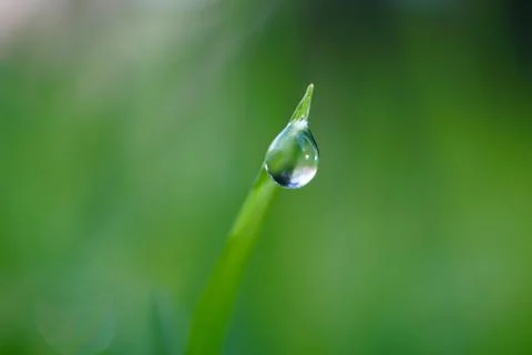 Drops on the green grass Stock Photos