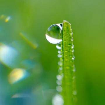 Drops on the green grass Stock Photos