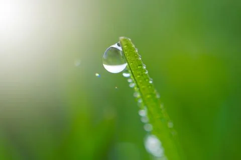 Drops on the green grass Stock Photos