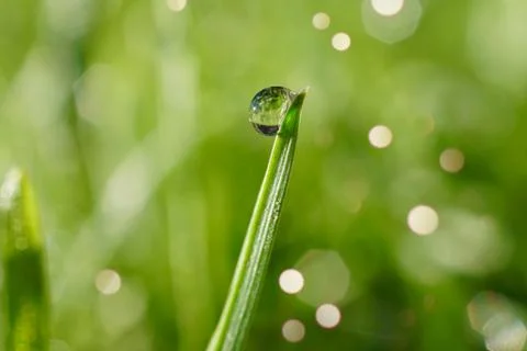 Drops on the green grass Stock Photos
