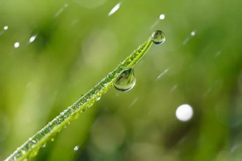 Drops on the green grass Stock Photos